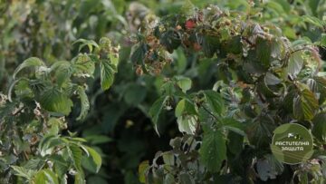 bio-plant-protection