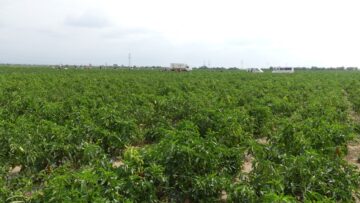 piper agrotv