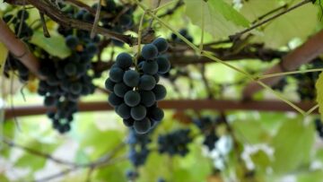 vino-vreme-proizvodstvo-agrotv
