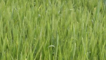 zarno-iznos-agrotv