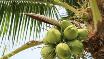 coconut fruit on coconut tree in garden Thailand.