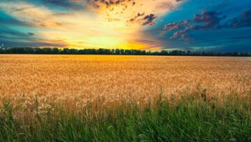 field with wheat grows on a farm
