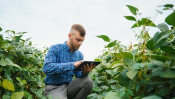 Agronomist inspecting soya bean crops growing in the farm field. Agriculture production concept. young agronomist examines soybean crop on field in summer. Farmer on soybean field