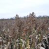 agronovini sorgo zemedelie agrotv