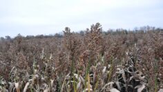 agronovini sorgo zemedelie agrotv