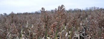 agronovini sorgo zemedelie agrotv