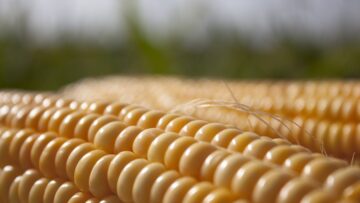 kochan tsarevitsa agroborsa