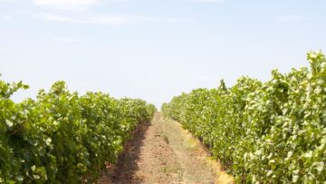 loze agronovini
