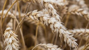 pshenitsa klasove agrotv borsa