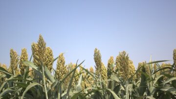 sorgo