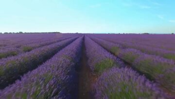 ZEMIA