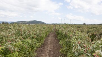 agroprognoza vreme malini