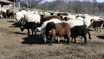 koprivshtenski ovtse agrotv