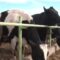 Новина плюс: Млечни продукти със защитено наименование – пазарна картина