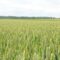 pchenica agro tv