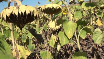pita slanchogled agrotv