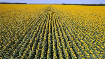 corteva-sunflower