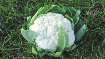 agroprognoza