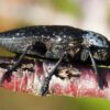 capnodis tenebrionis cherna zlatka