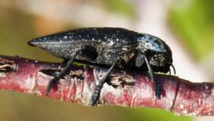 capnodis tenebrionis cherna zlatka