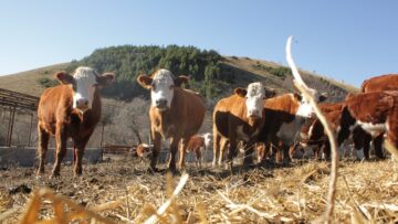 kravi hereford
