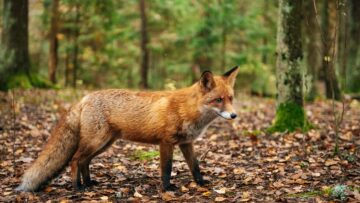 Red fox in the forest during autumn season.