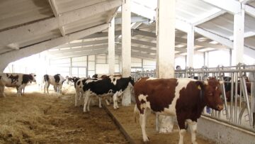 obor kravi agronovini