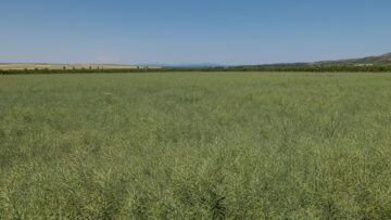 pole rapitsa agroborsa