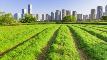 Cityscape and skyline of Fuzhou from green field in park
