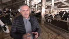 Nikolay Galabov sasobstvenik na kraveferma