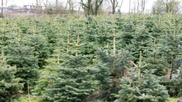 christmas tree plantation