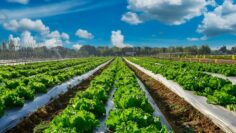 Agricultural industry. Growing salad lettuce on field with blue