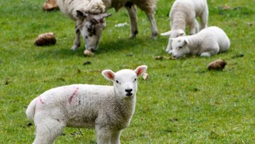 lamb-1353266_1280