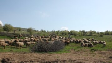 ovce agrotv pasha