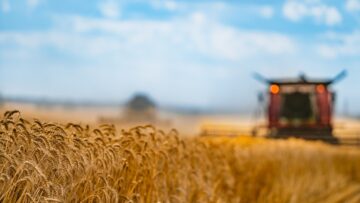 Corn in field closeup. Red grain harvesting combine in a sunny day in a blurred background . Yellow field with grain. Agricultural technic works in field.