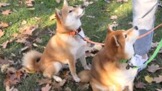 shiba-inu