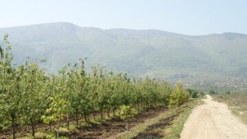 agroforum ovoshki zemedelie