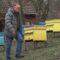 ПЧЕЛИНИТЕ НА БЪЛГАРИЯ: Да наблюдаваш оплождането на пчелата майка