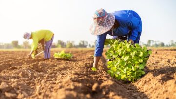 Thai agriculturist planting the young of green tobacco in the field at northern of Thailand.