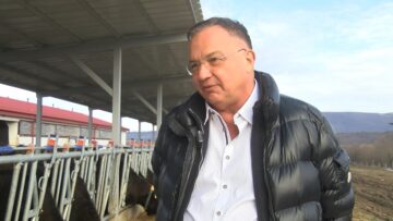 Marin Marinov govedovadna ferma vagyu