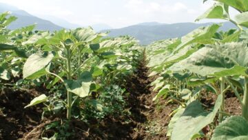 agroborsa slonchogled agronovini