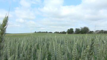klasove pshenitsa agroprognoza