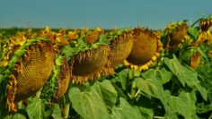 nuseed sunflo agrotv