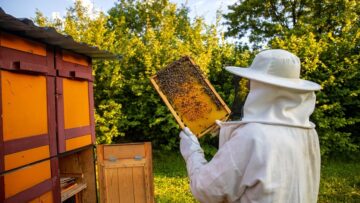 View of beekeeper collecting honey and beeswax