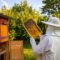 View of beekeeper collecting honey and beeswax