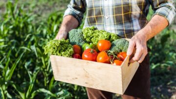 cropped view of senior man holding box with vegetables