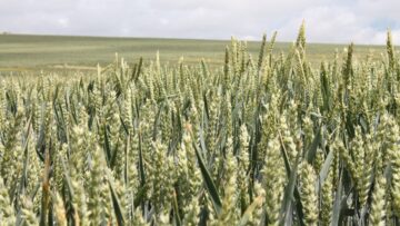 agronovini agrotv zemedelets