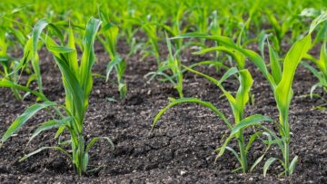 bayer tcarevica agrobg zaglavna