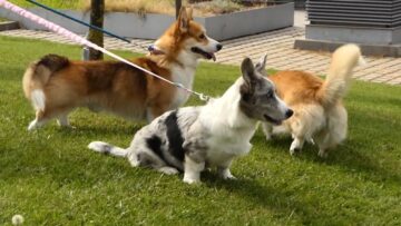 corgi-pembruck-cardigan