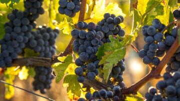 Close up of red merlot grapes in vineyard. Medoc, Gironde, Aquitaine. France